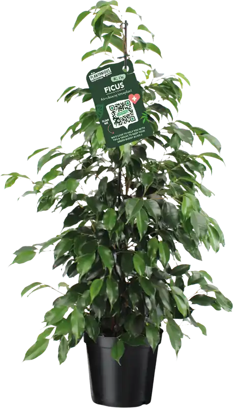Nieuw | bloomling Treurvijg - Ficus Benjamina ‘Danielle Pyramide‘, Hoogte ca. 110 cm