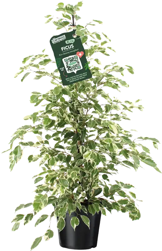bloomling Treurvijg - Ficus Benjamina ‘Twilight‘, Hoogte ca. 100-110 cm | Speciale aanbieding
