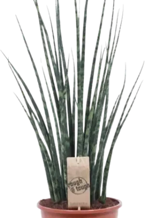 Actie | bloomling Sanseveria, ‘Fernwood Mikado‘, Hoogte ca. 70 cm