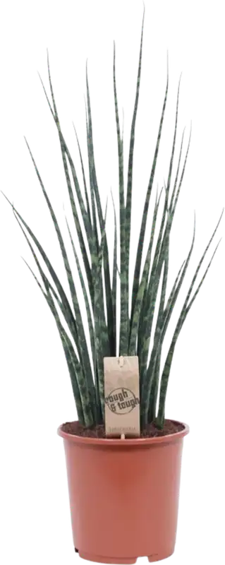 Actie | bloomling Sanseveria, ‘Fernwood Mikado‘, Hoogte ca. 70 cm