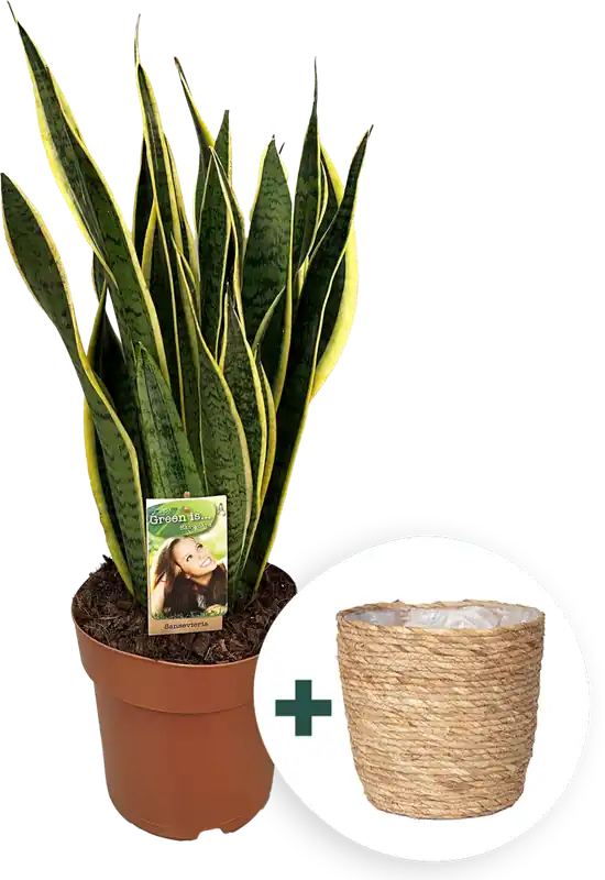 bloomling Sanseveria ‘Laurentii‘ Inclusief Plantenbak, Hoogte ca. 70-80 cm - Dagdeal