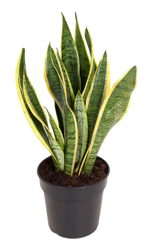 Nieuw in het assortiment - bloomling Sanseveria ‘Laurentii‘, Hoogte ca. 50-60 cm