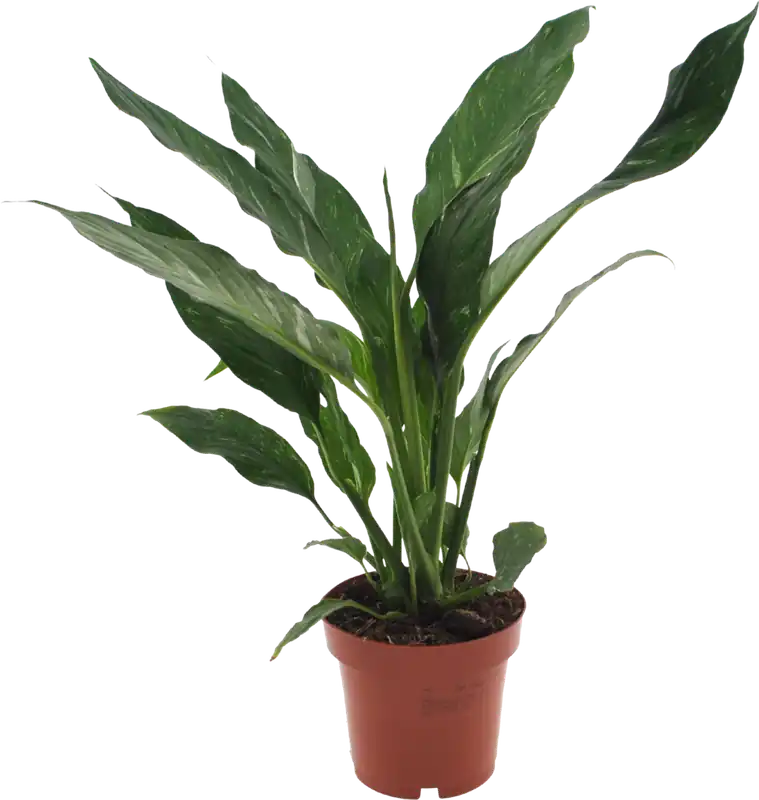 bloomling Lepelblad ‘Diamond‘, Hoogte ca. 40 cm - Veilig betalen