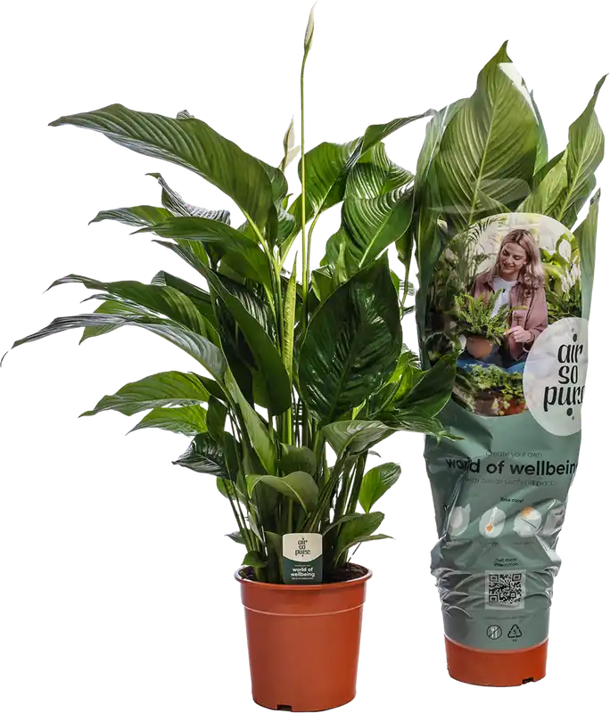 bloomling Lepelblad ‘Sweet Silvana‘, Hoogte ca. 90 cm - Trending