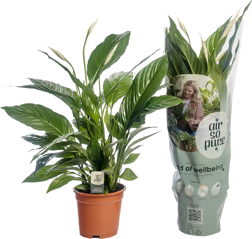bloomling Lepelplant ‘Vivaldi‘, Hoogte ca. 70 cm | Voordeelprijs