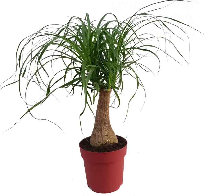 bloomling Olifantspoot ‘Mayan palm‘, Hoogte ca. 60 cm | Nu kopen