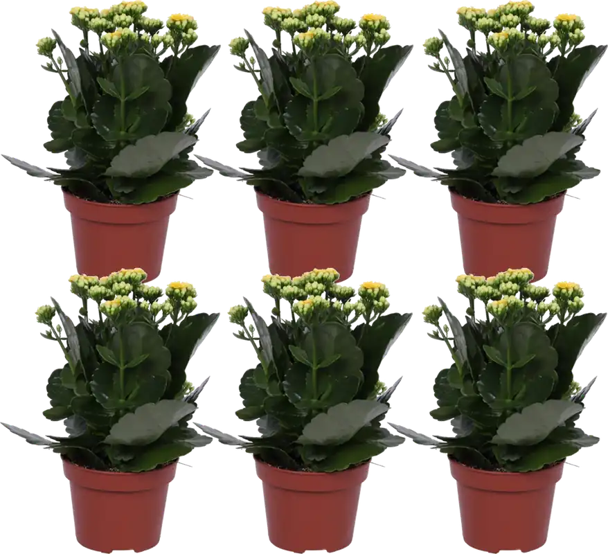 Favoriet van klanten | bloomling Kalanchoë, Set van 6, Geel