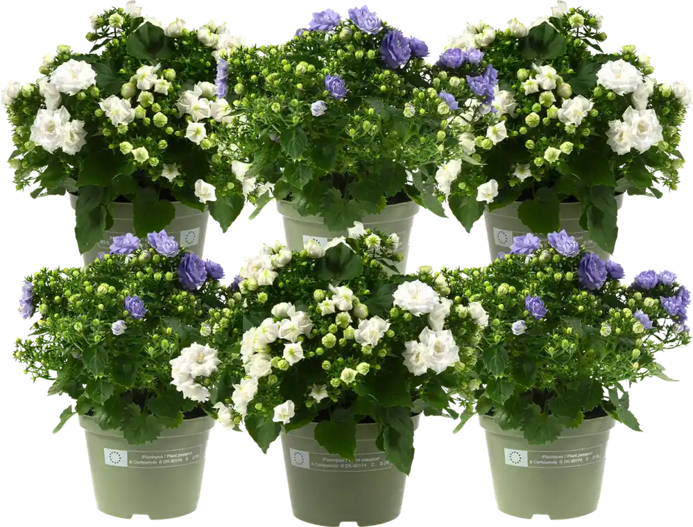 bloomling Klokjesbloem ‘Like Mee‘ - Set van 6 (Blauw/Wit) | Voordelig