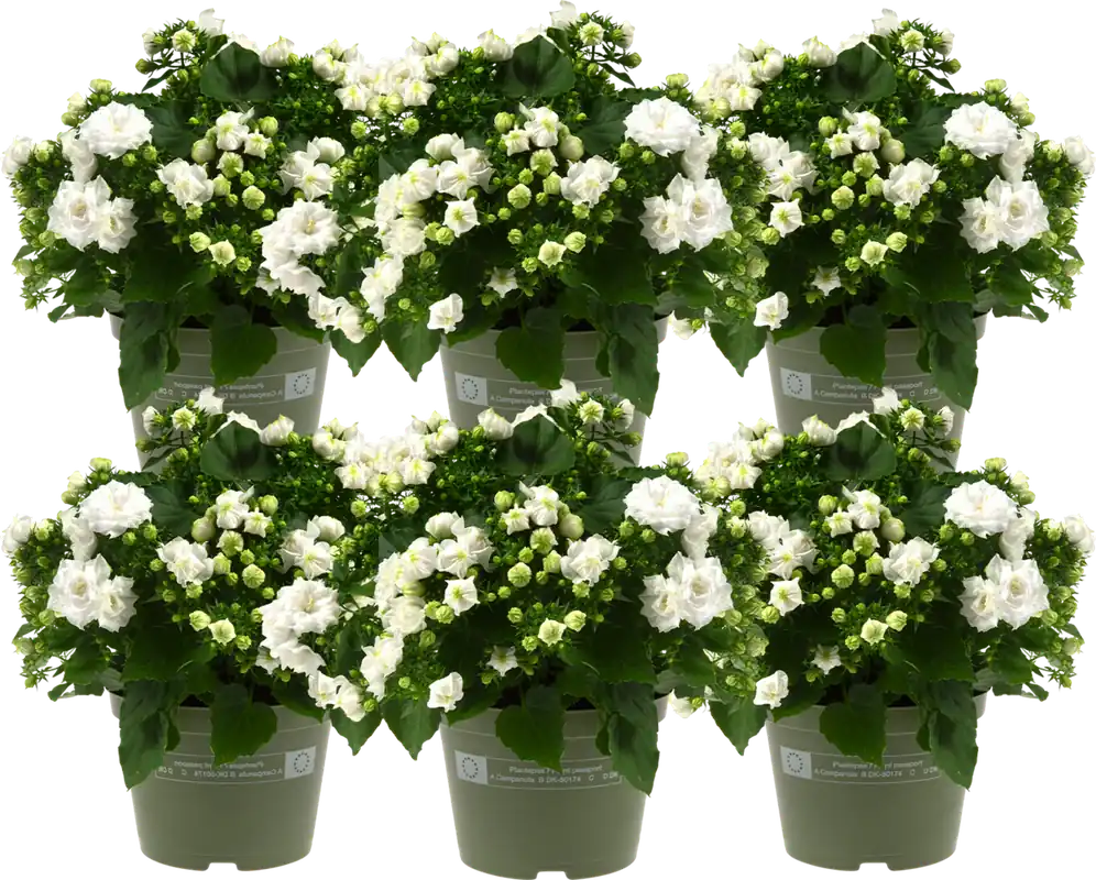 Scherp geprijsd | bloomling Klokjesbloem ‘Like Mee‘ - Set van 6 (Wit)