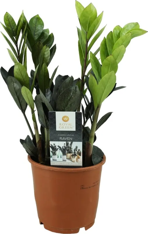 bloomling Kamerpalm ‘Raven‘ - Zwart, Hoogte ca. 40 cm | Prijs verlaagd