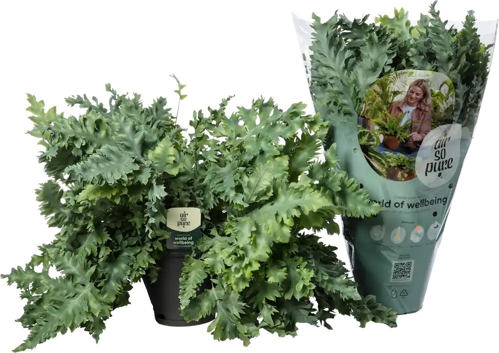 Profiteer nu | bloomling Zinkvaren ‘Davana‘ in Hangmand, Hoogte ca. 40 cm