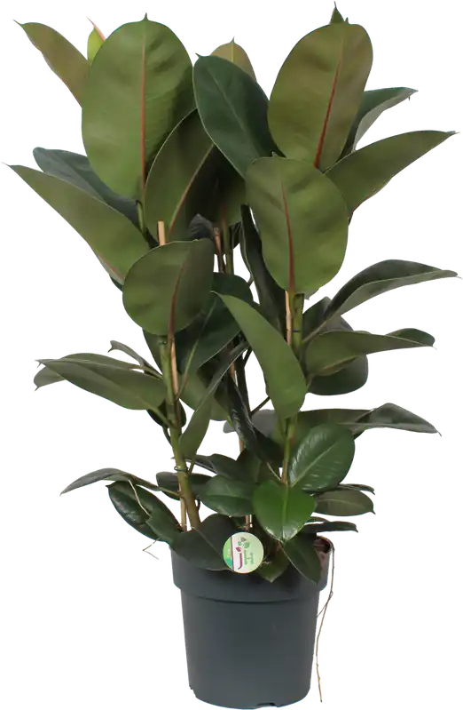 Opruiming - bloomling Rubberboom ‘Robusta‘, Hoogte ca. 80 cm