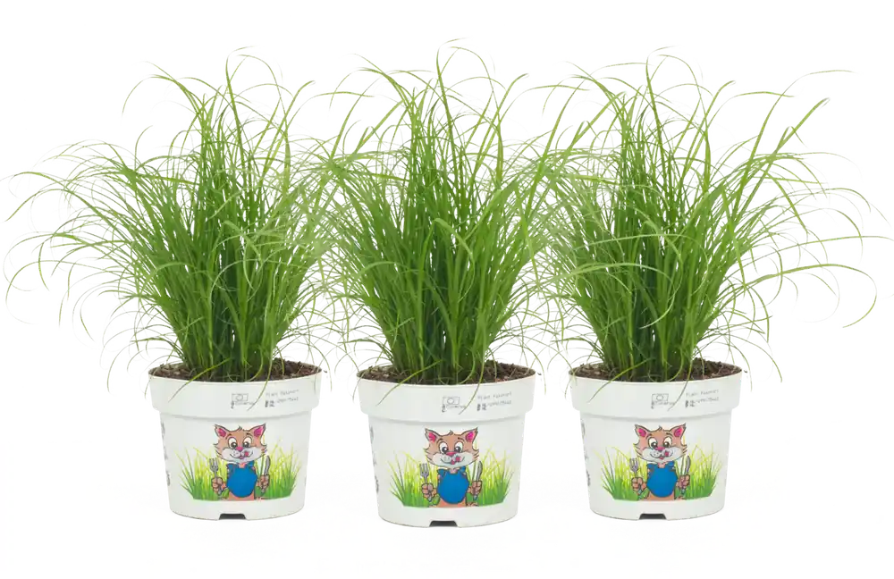 Topprijs - bloomling Onbespoten Kattengras, Set van 3