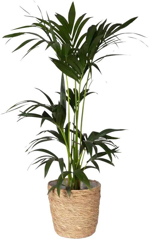 bloomling Kentiapalm Inclusief Mand Overpot, Hoogte ca. 90-110 cm | Deal