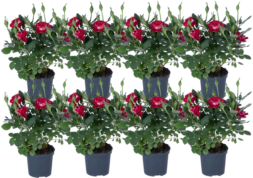Nieuw in de shop - bloomling Mini Dwergroos "Gigi" - Set van 8