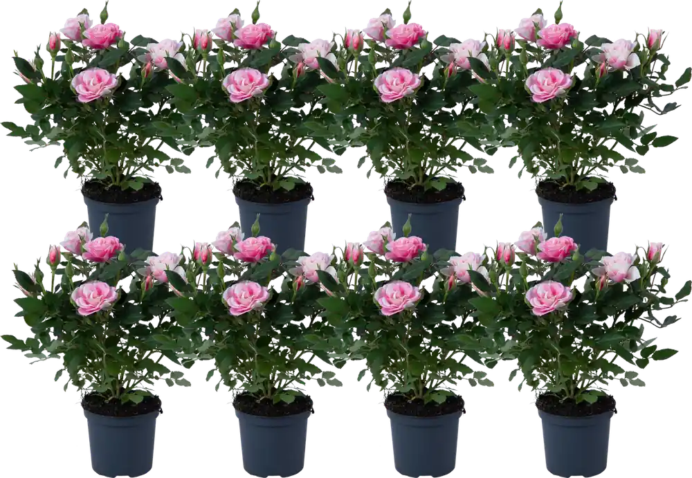 bloomling Mini Dwergroos ‘Pia‘ - Set van 8 | Eenvoudig retourneren