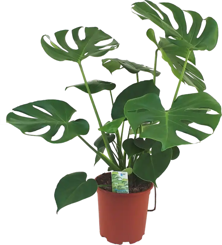 Net toegevoegd | bloomling Monstera - Gatenplant, Hoogte ca. 70 cm