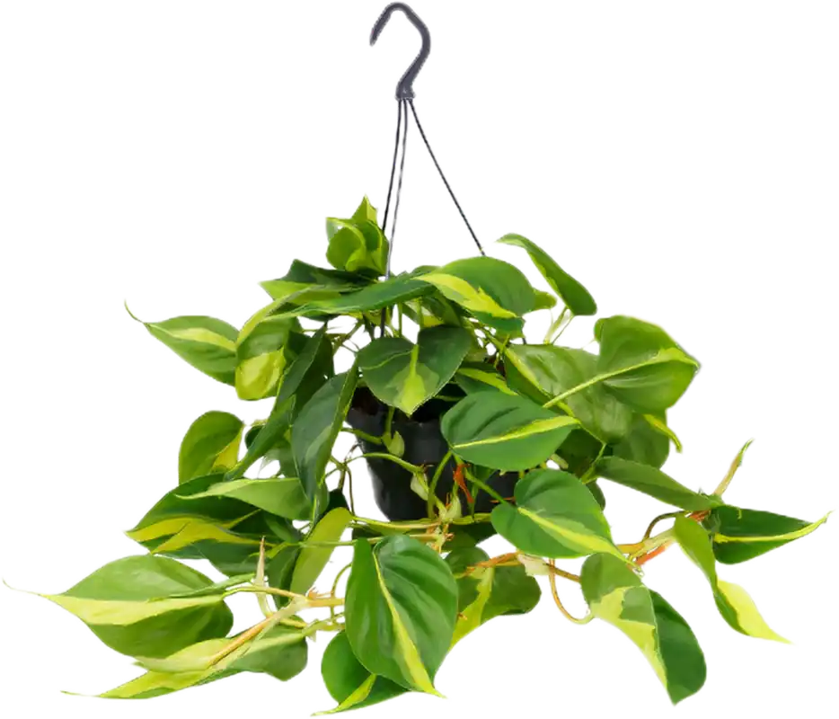 Nog enkele stuks - bloomling Philodendron ‘Brasil‘ in Hangende Bloempot