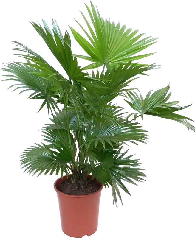 bloomling Waaierpalm, Hoogte ca. 80-90 cm - Lage prijs