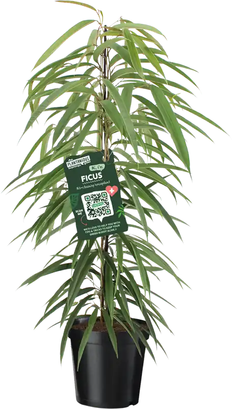 Speciale aanbieding | bloomling Ficus Binnendijkii ‘Alii‘, Hoogte ca. 100-110 cm