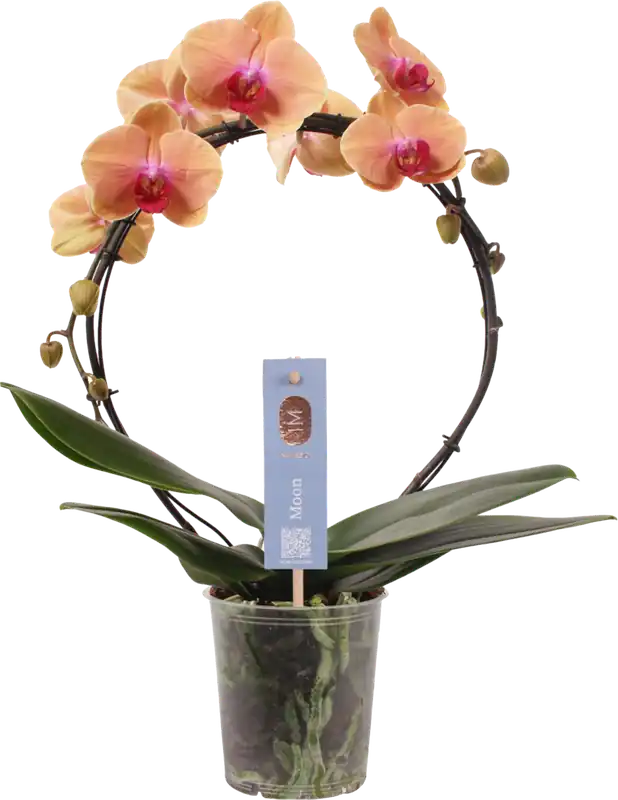 bloomling Vlinderorchidee ‘Bogen Lachs‘ - Topprijs