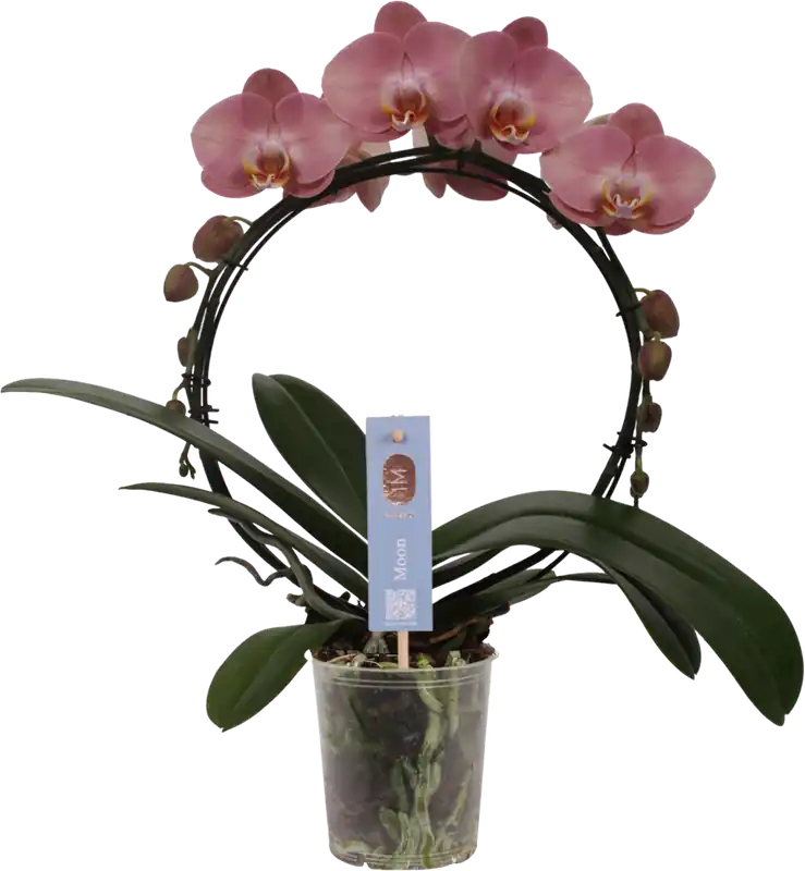 bloomling Vlinderorchidee ‘Bogen Oldpink‘ | Populair