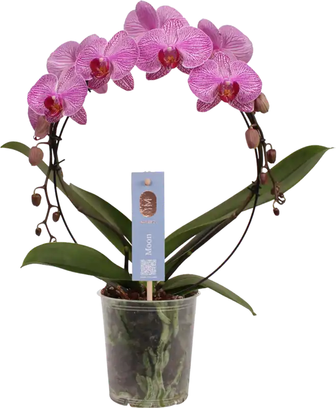 bloomling Vlinderorchidee ‘Bogen Pink Stripe‘ | Voordeelprijs