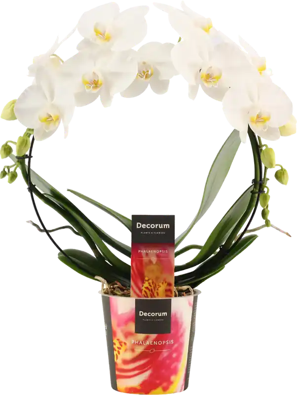 bloomling Vlinderorchidee ‘Bogen Weiss‘ | Op voorraad