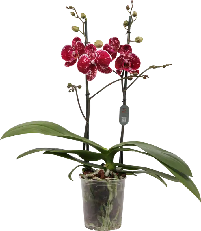 bloomling Vlinderorchidee ‘Eduction‘ - 2 Takken - Beste prijs