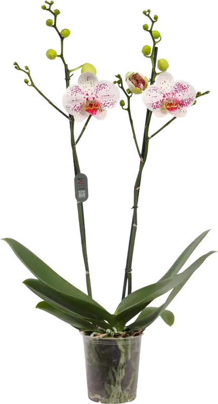 Scherpe prijs - bloomling Vlinderorchidee ‘Goya‘ - 2 Takken