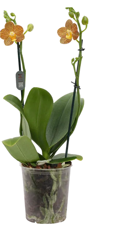 bloomling Vlinderorchidee ‘Indian Summer‘ - 2 Takken | Bestseller
