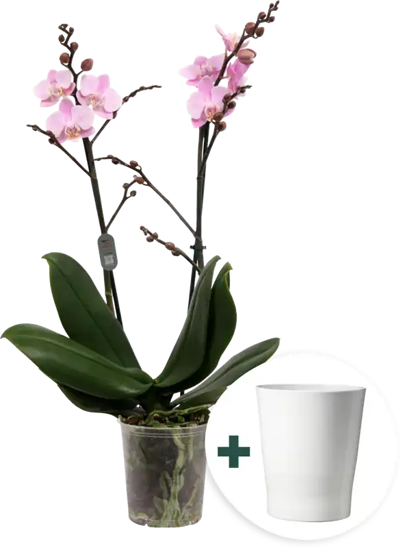 bloomling Vlinderorchidee ‘Light Pink‘ inclusief Keramische Plantenbak | Direct leverbaar