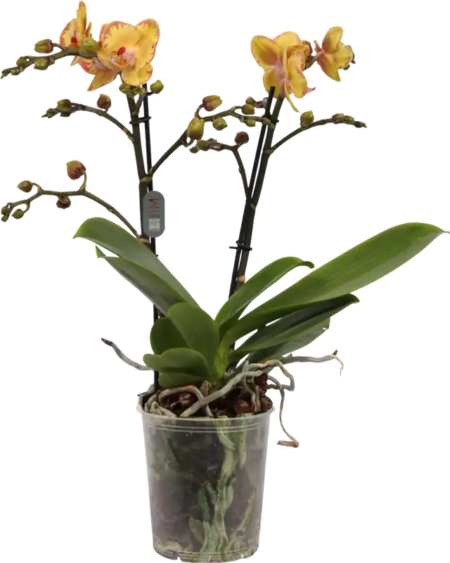 bloomling Vlinderorchidee ‘Limpopo‘ - 2 Takken - Nieuw in de shop