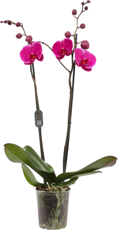 bloomling Vlinderorchidee ‘Midi Dark Pink‘ - 2 Takken | Bespaar nu