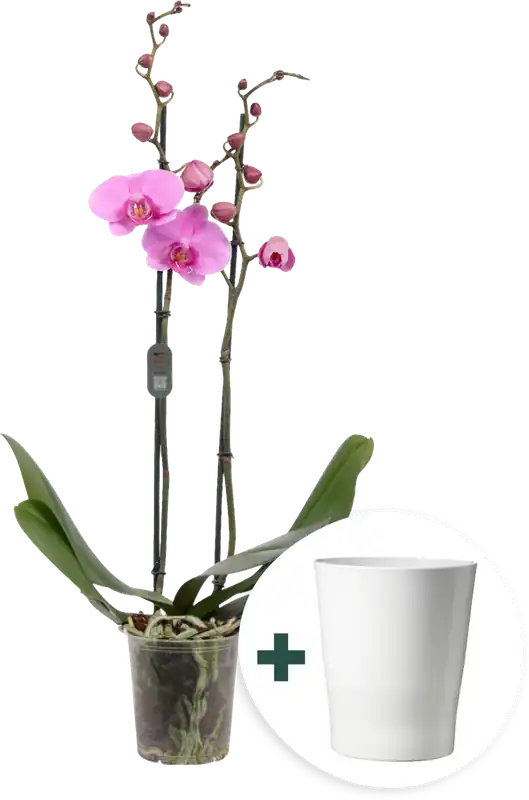 Makkelijk bestellen - bloomling Vlinderorchidee ‘Midi Dark Pink‘ inclusief Keramische Plantenbak