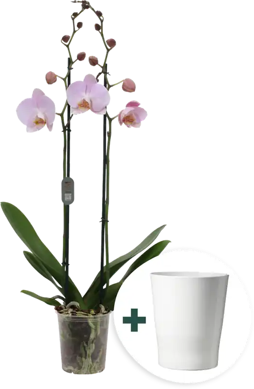 bloomling Vlinderorchidee ‘Midi Light Pink‘ inclusief Keramische Bloempot | Premiumkwaliteit