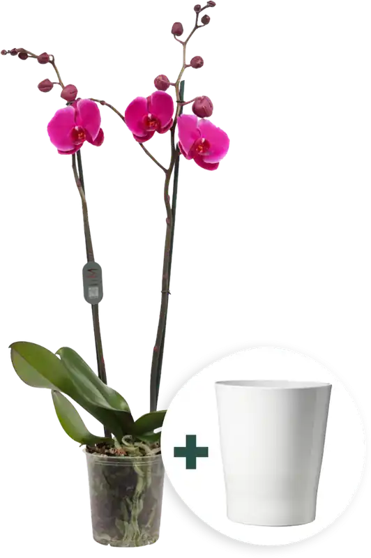 Alleen deze week | bloomling Vlinderorchidee ‘Midi Lila‘ inclusief Keramische Bloempot