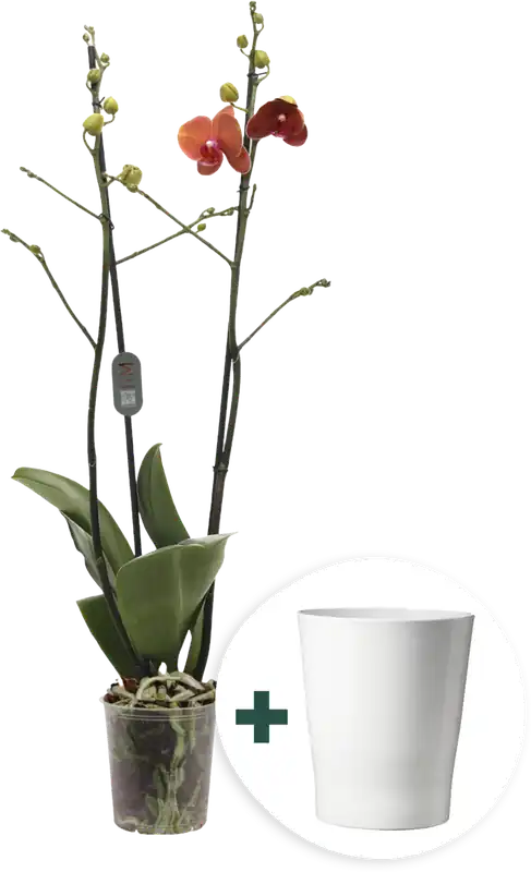 Profiteer nu | bloomling Vlinderorchidee ‘Midi Orange‘ inclusief Keramische Bloempot