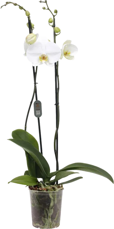 bloomling Vlinderorchidee ‘Midi white‘ - 2 Takken | Tijdelijk aanbod