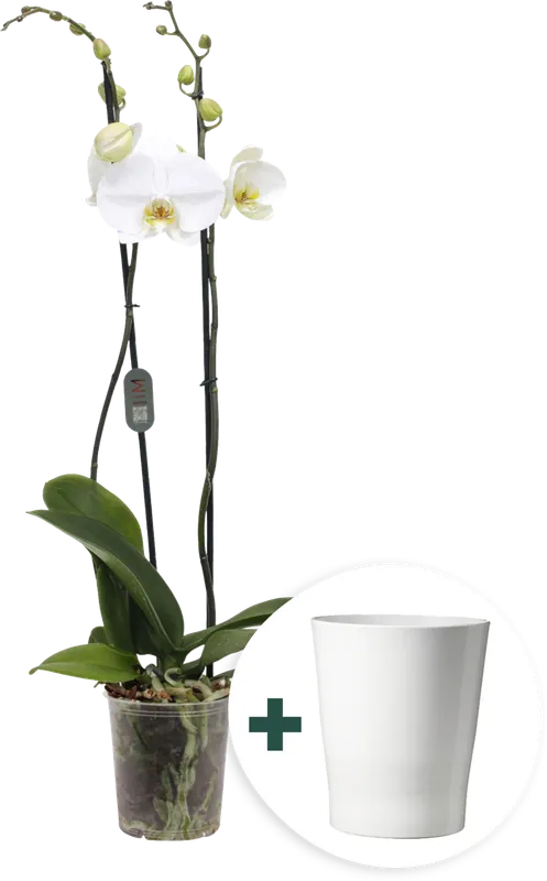 Veel voordeel | bloomling Vlinderorchidee ‘Midi wit‘ inclusief Keramische Bloempot