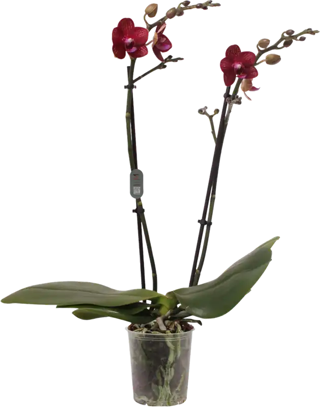 bloomling Vlinderorchidee ‘Miley‘ - 2 Takken | Uitverkoop
