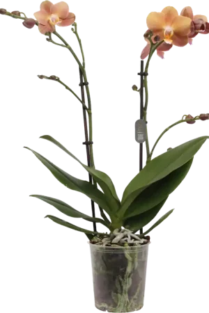 Actie - bloomling Vlinderorchidee ‘Monaco‘ - 2 Takken