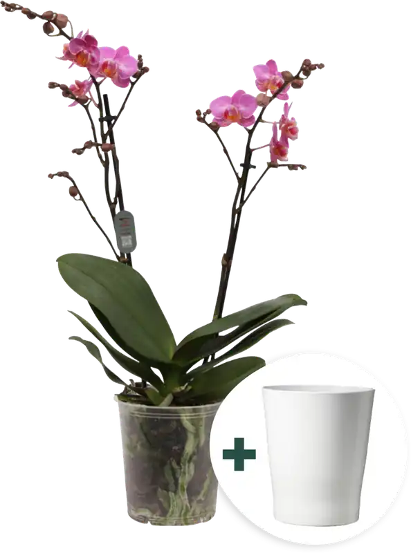 bloomling Vlinderorchidee ‘Multi Dark Pink‘ inclusief Keramische Bloempot - Topkwaliteit