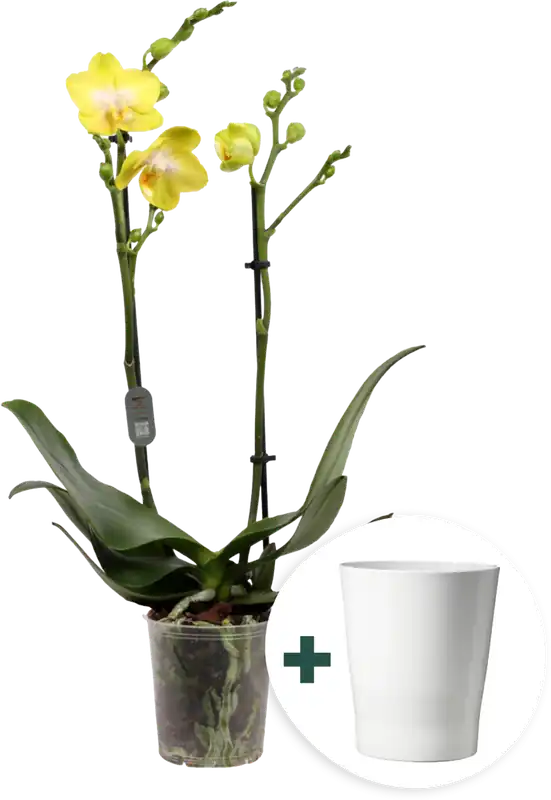 Nog maar enkele beschikbaar - bloomling Vlinderorchidee ‘Multi yellow‘ inclusief Keramische Bloempot