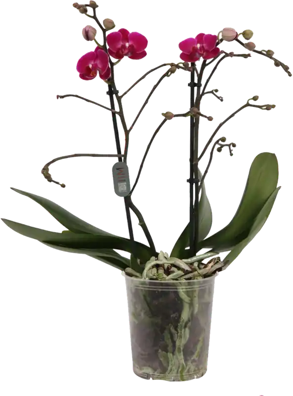 bloomling Vlinderorchidee ‘Multi lila‘ - 2 Takken - Pak je kans