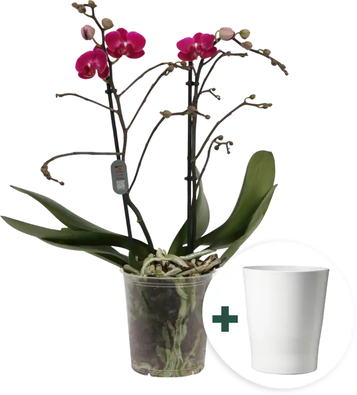 Uitverkoop | bloomling Vlinderorchidee ‘Multi purple‘ inclusief Keramische Bloempot