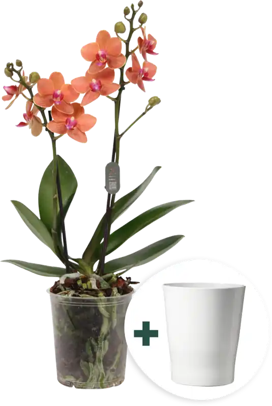 bloomling Vlinderorchidee ‘Multi Orange‘ incl. Keramische Bloempot - Spoedlevering