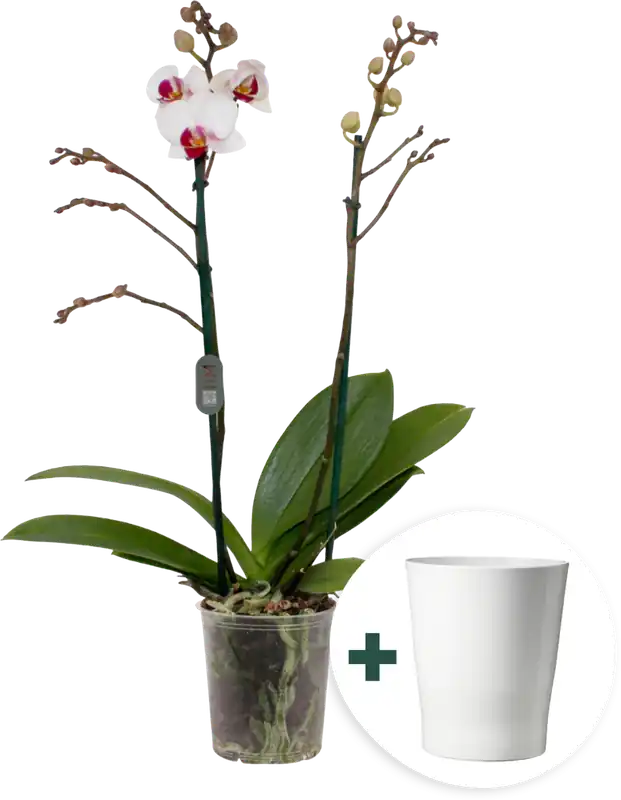 Superprijs - bloomling Vlinderorchidee ‘Multi Red Lip‘ incl. Keramische Bloempot