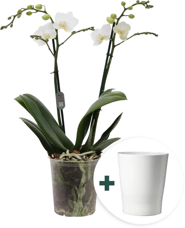 Direct leverbaar - bloomling Vlinderorchidee ‘Multi Weiss‘ incl. Keramische Bloempot