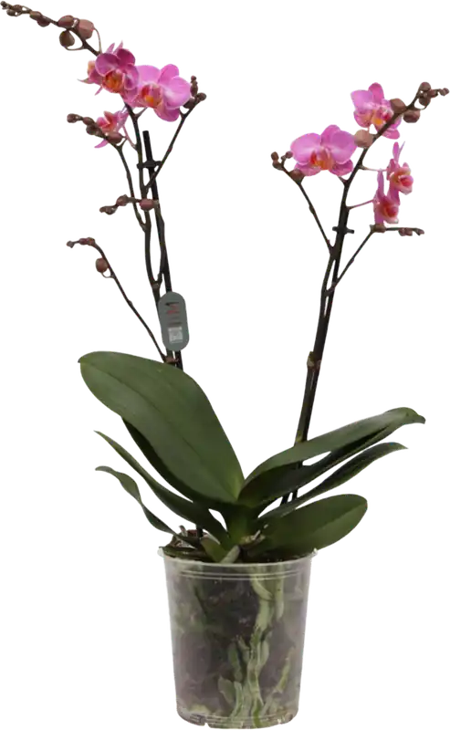 Premium | bloomling Vlinderorchidee ‘Multi. Dark Pink‘ - 2 Takken
